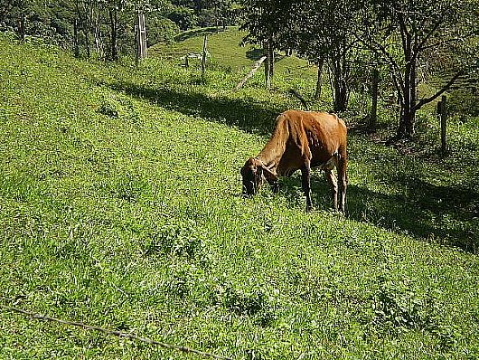 Terreno no Cnego