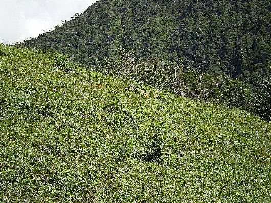 Terreno no Cnego