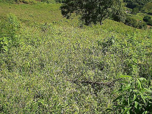 Terreno no Cnego